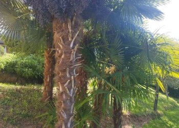 Giardino - Villa via Monte Rosa, Buguggiate - foto 39