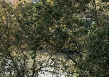 Vista - Trilocale Lungotevere Testaccio, 20, Roma - foto 2