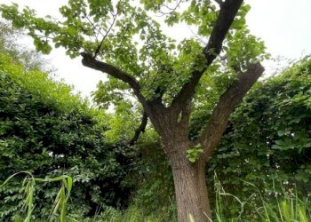 Giardino - Bilocale via del Castellaccio, 40, Livorno - foto 22