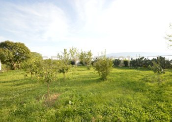 DSC_0774 - Agricultural land Loc. quattrostrade, Orbetello - photo 5
