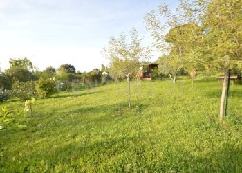 DSC_0780 - Agricultural land Loc. quattrostrade, Orbetello - photo 10