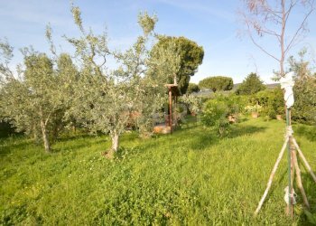 DSC_0783 - Agricultural land Loc. quattrostrade, Orbetello - photo 11