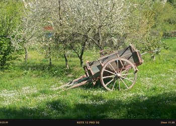 Giardino - Rustic Contrada Costa Carbonara km 48, 500 - PV9W+XM5
 
SNC, Monte Sant'Angelo - photo 9