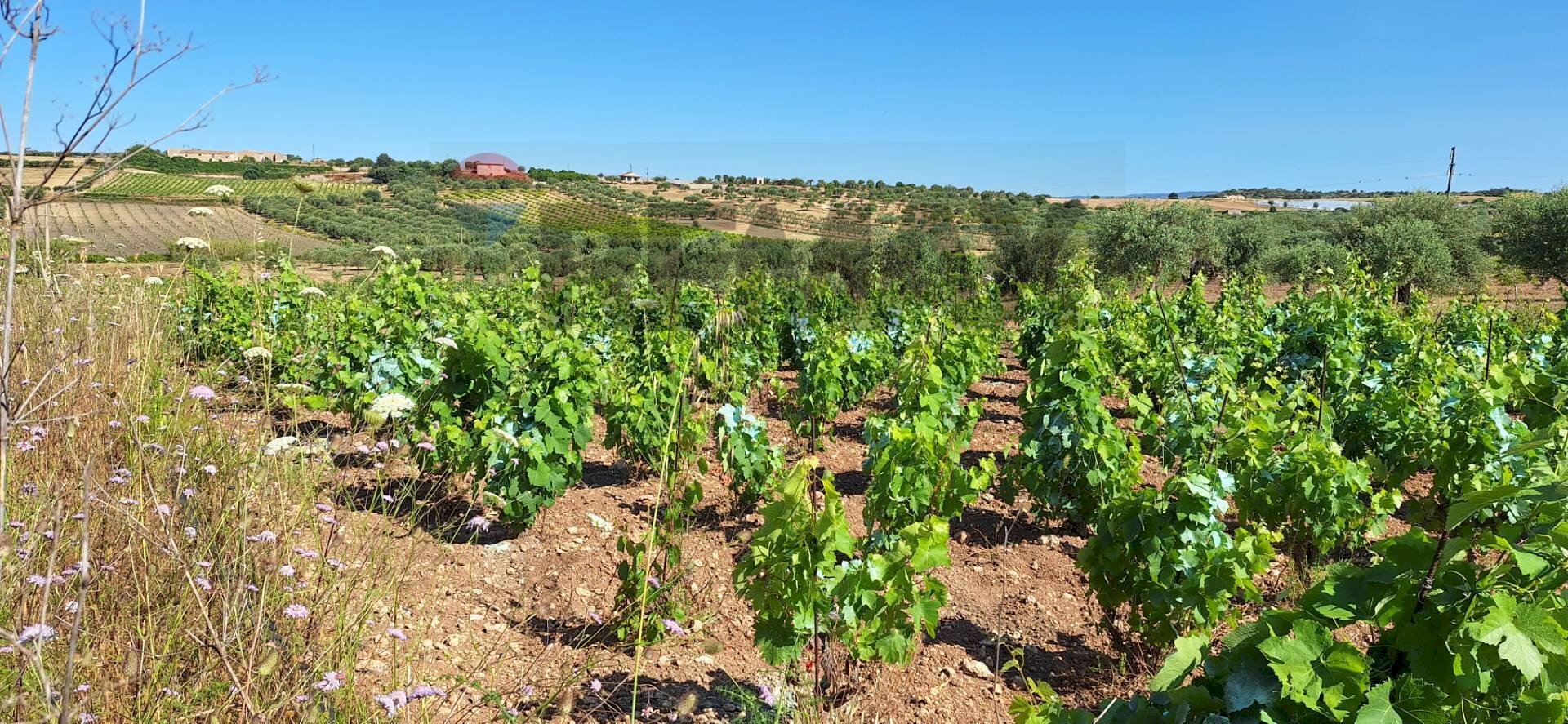 Giardino - Terreno agricolo Contrada Benuini, Noto - foto 1