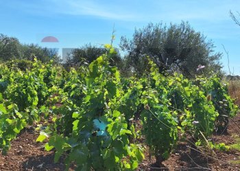 Giardino - Terreno agricolo Contrada Benuini, Noto - foto 4