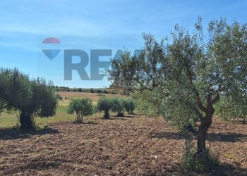 Giardino - Terreno agricolo Contrada Benuini, Noto - foto 10