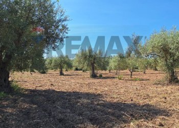 Giardino - Terreno agricolo Contrada Benuini, Noto - foto 13