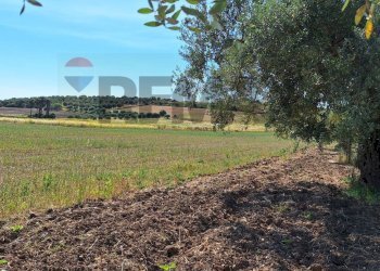 Giardino - Terreno agricolo Contrada Benuini, Noto - foto 14