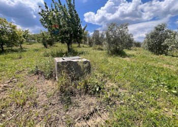 Giardino - Terreno agricolo C/da Pescare
snc, Fragneto Monforte - foto 5