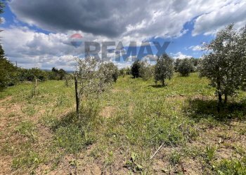 Giardino - Terreno agricolo C/da Pescare
snc, Fragneto Monforte - foto 9