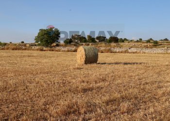 Giardino - Terreno agricolo C.da Gelso, Ragusa - foto 2