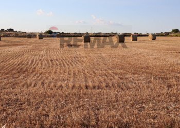 Giardino - Terreno agricolo C.da Gelso, Ragusa - foto 5