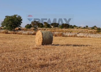 Giardino - Terreno agricolo C.da Gelso, Ragusa - foto 6