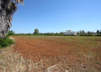 Terreno - Villa SP86, Supersano - photo 14