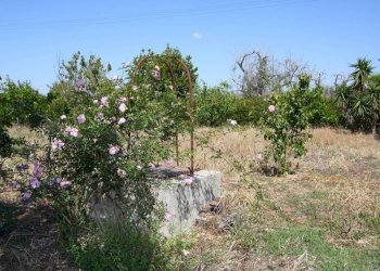 Terreno - Villa SP86, Supersano - photo 27