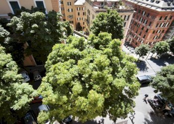 Vista - Three-room apartment salita Superiore San Rocchino, Genova (neighborhood Castelletto) - photo 14