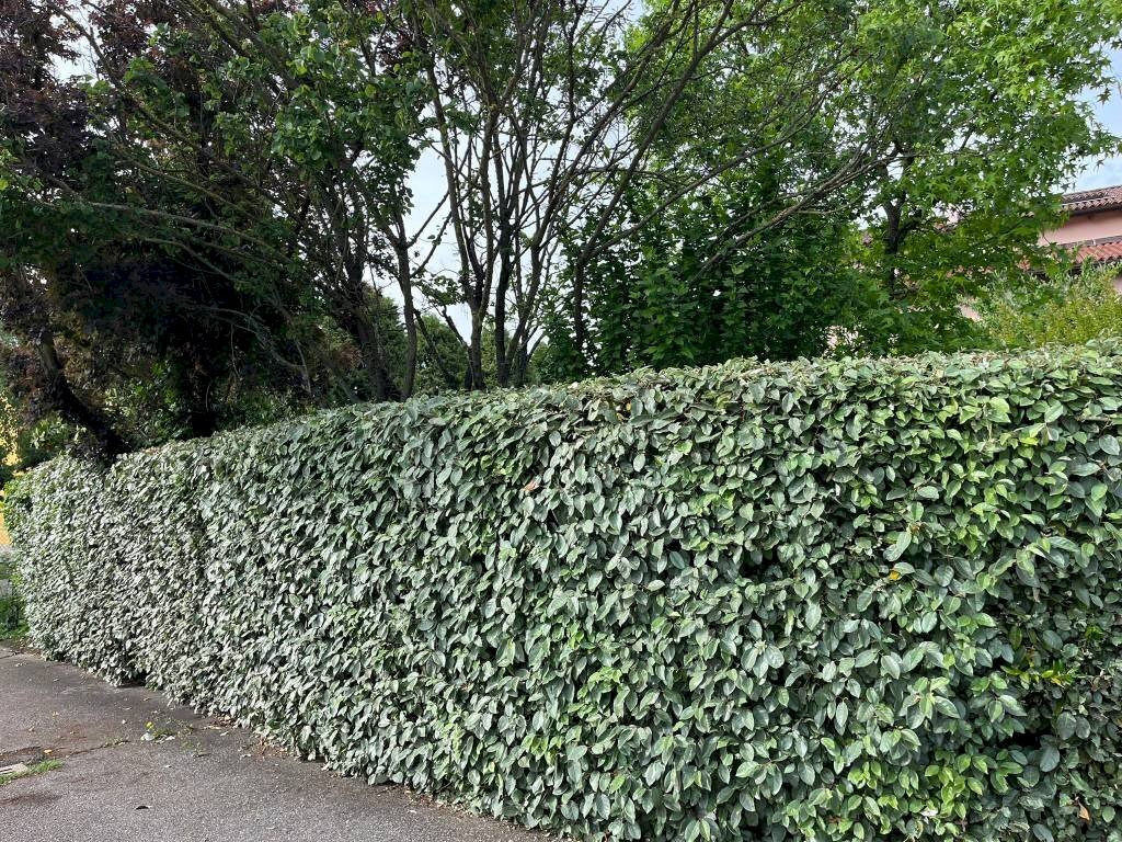 Zona - Quadrilocale via Punta, Bologna (zona Borgo Panigale) - foto 2