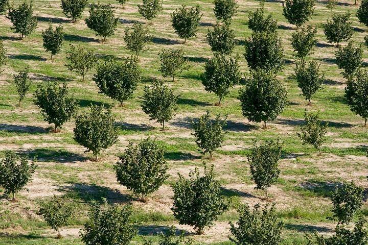 Agricultural land Alba - photo 1