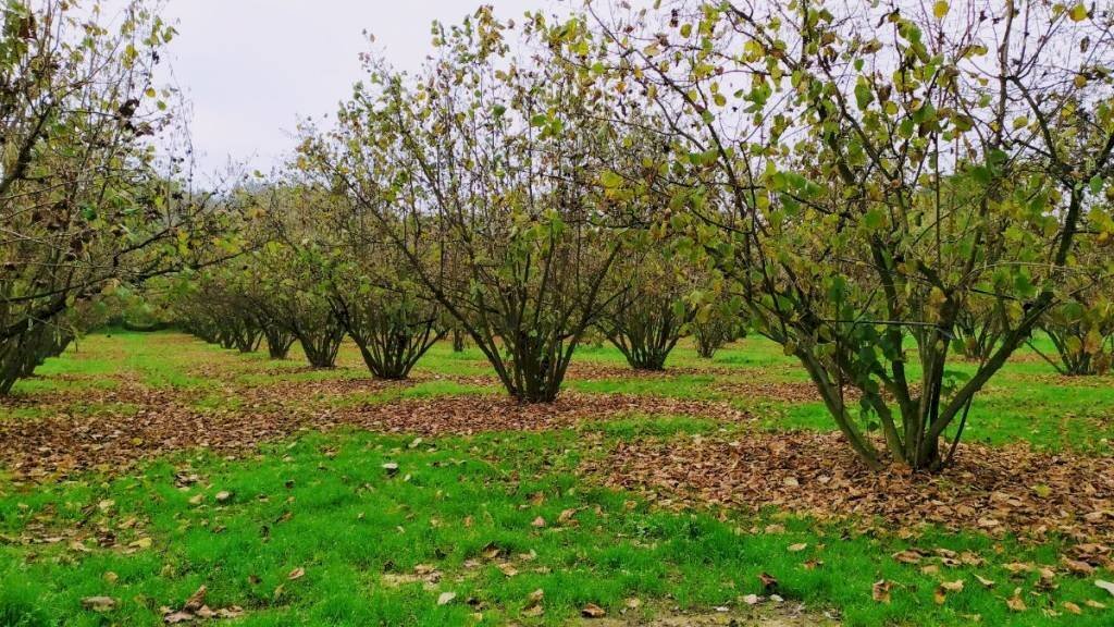 Agricultural land Alba - photo 3