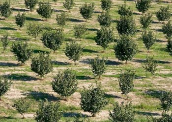 Terreno agricolo Alba - foto 1