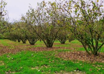 Terreno agricolo Alba - foto 3