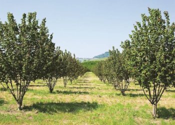 Terreno agricolo Alba - foto 4