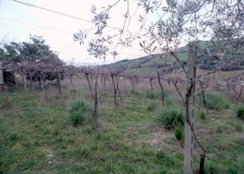 24SANBENEDETTODELTRONTOCASAINCAMPAGNAVISTAMAREjpg - Casale San Benedetto del Tronto - foto 19