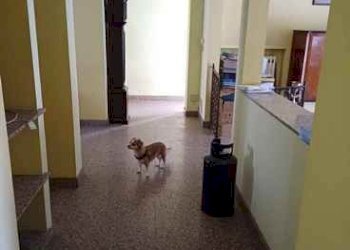 Villa Ventimiglia - foto 12