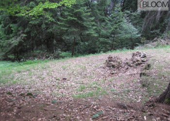 Foto 9 - Building land Valle di Cadore - photo 8