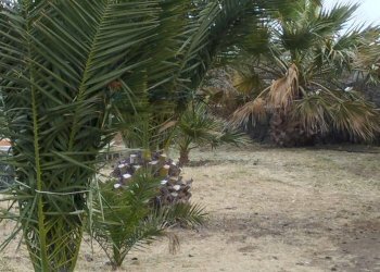 Giardino - Appartamento Localita Kuddia Bruciata, Pantelleria - foto 8