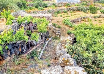 Giardino - Appartamento Bonsulton, Pantelleria - foto 5