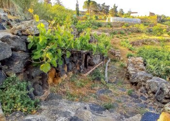 Giardino - Appartamento Bonsulton, Pantelleria - foto 12