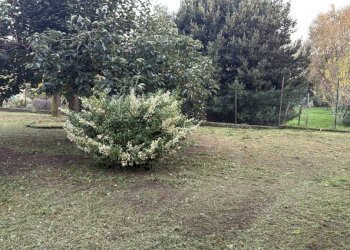 Terreno - Rustico via del Castello, Pontestura - foto 18