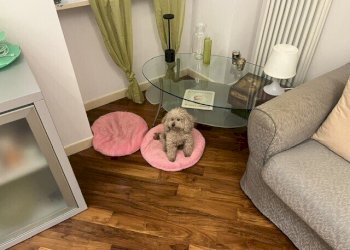 Appartamento Giuseppe Garibaldi, 10, Torino (zona Quadrilatero Romano) - foto 4