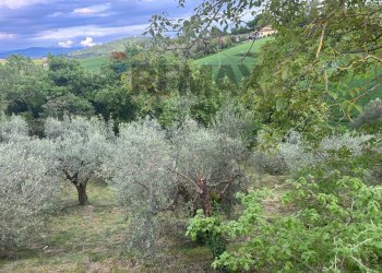 Vista delle montagne - Agricultural land Migliano, Marsciano - photo 3