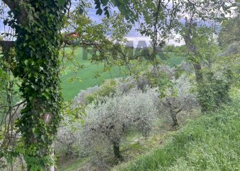 Giardino - Agricultural land Migliano, Marsciano - photo 10