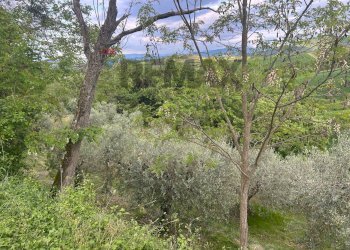 Giardino - Agricultural land Migliano, Marsciano - photo 13