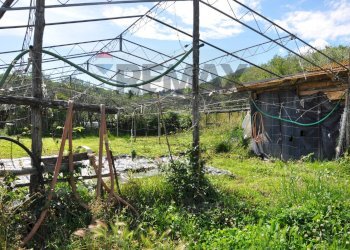 Giardino - Agricultural land Via Panoramica
13-15, Pescia - photo 12