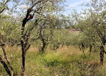 Giardino - Agricultural land Via Panoramica
13-15, Pescia - photo 15