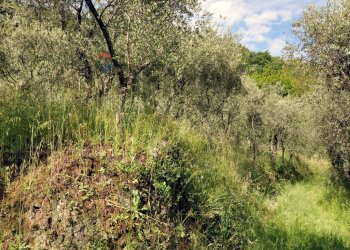 Giardino - Agricultural land Via Panoramica
13-15, Pescia - photo 31