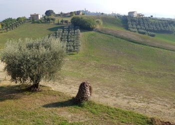 Foto 3 - Rustico CONTRADA PAGLIARE, Monsampolo del Tronto - foto 3