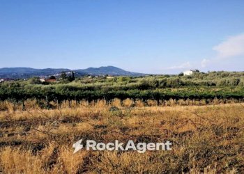Terreno - Terreno agricolo via Formale Rotondo, Lanuvio - foto 12