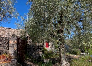 Giardino - Terreno agricolo Contrada Pianodario
snc, Randazzo - foto 8