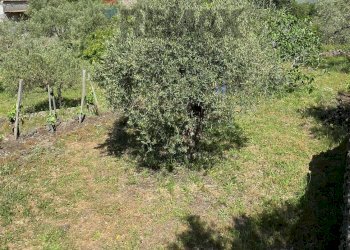 Vista delle montagne - Terreno agricolo Contrada Pianodario
snc, Randazzo - foto 17