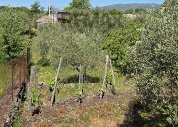 Giardino - Terreno agricolo Contrada Pianodario
snc, Randazzo - foto 22