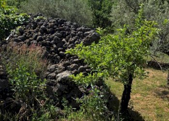 Giardino - Terreno agricolo Contrada Pianodario
snc, Randazzo - foto 23