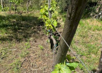 Giardino - Terreno agricolo Contrada Pianodario
snc, Randazzo - foto 26
