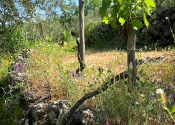 Giardino - Terreno agricolo Contrada Pianodario
snc, Randazzo - foto 27
