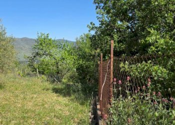 Giardino - Terreno agricolo Contrada Pianodario
snc, Randazzo - foto 31