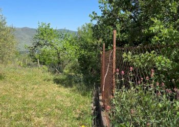 Giardino - Terreno agricolo Contrada Pianodario
snc, Randazzo - foto 32